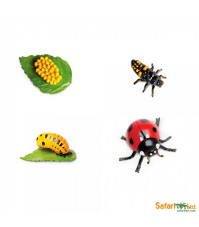 Life Cycle - Ladybug (Safari)