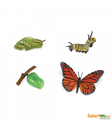Životný cyklus - Motýľ (Safari)