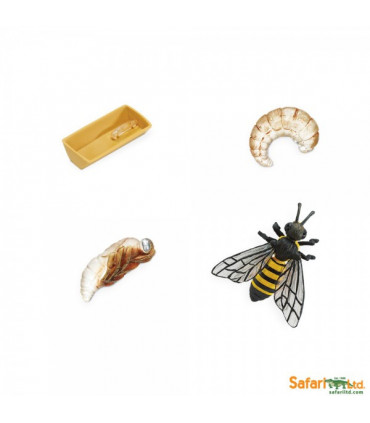 Životný cyklus Včela (Safari)