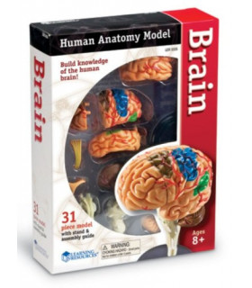 Model ľudského tela 4D Mozog