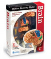 Model lidského těla 4D Mozek