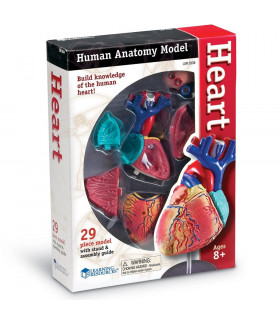 Model ľudského tela 4D Srdce