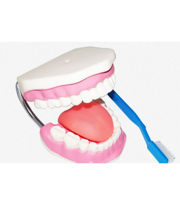 Model úst s kefkou na zuby