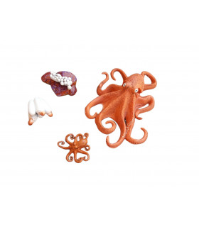 Životný cyklus - Chobotnica (vrecko)