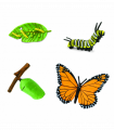 Životní cyklus - Motýl (sáček)