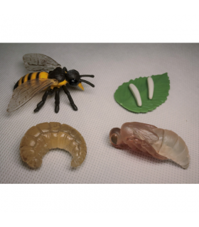 Životný cyklus - Včela/Osa (vrecko)
